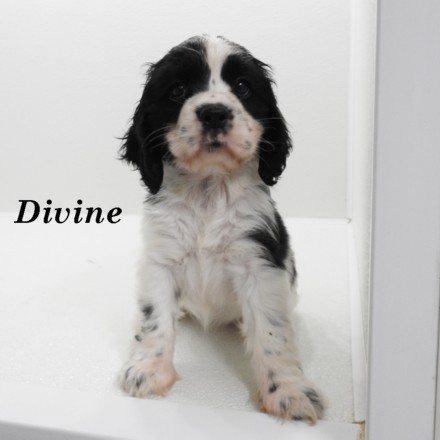 puppy, for, sale, Cockilier, Joe & Cherri  Overlease, dog, breeder, Miller, MO, dog-breeder, puppy-for-sale, forsale, nearby, find, puppyfind, locator, puppylocator, aca